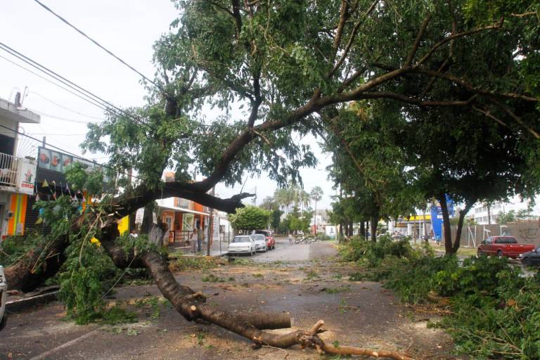 Árboles y palmeras caen en Mazatlán por Huracán Pamela; los remueven de las vialidades