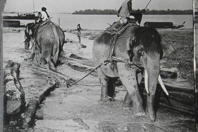 $!Los elefantes transportan troncos del río Salween en el sur de Myanmar en los 1900.