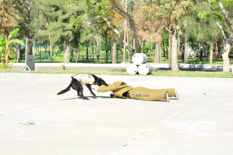 Reconocen a elementos de la unidad canina de la Guardia Nacional en su día