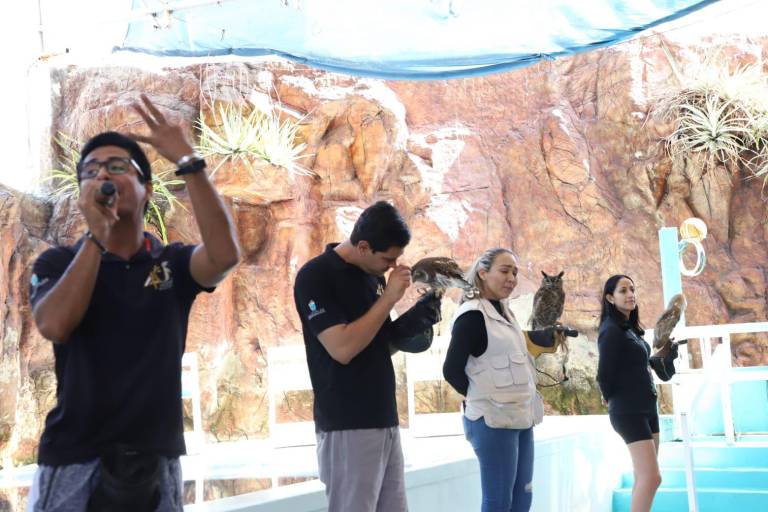 Reanudarán áreas de lobos marinos, aves y Pingüinario, pero operadas por nuevo Acuario