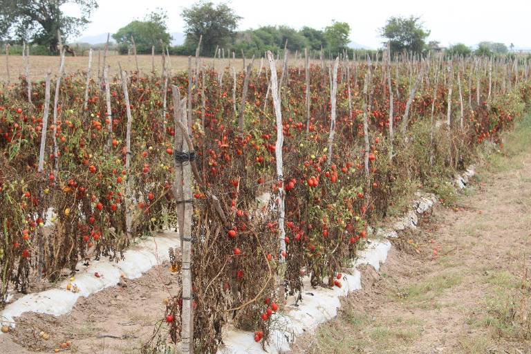 Están en crisis hortalizas de Escuinapa por falta de apoyos