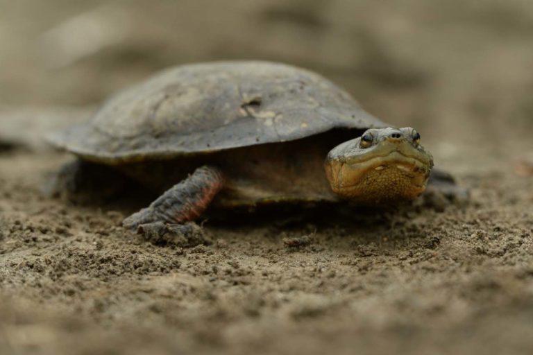 $!La carranchina es una de las especies de tortugas continentales más amenazadas en América Latina.