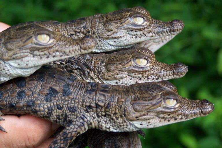 $!Los cocodrilos de río son una de las especies que se busca proteger en la reserva.