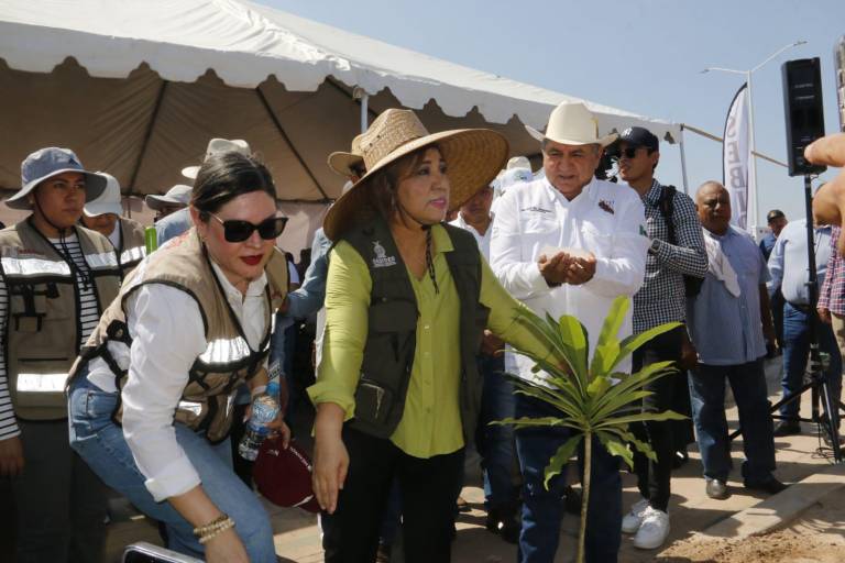 Arranca arborización en Sinaloa; serán plantados 40 mil y se firmará convenio por otros 70 mil