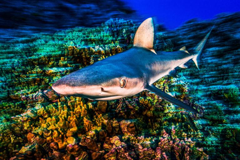 $!Tiburón de Galápagos en Motu Motiro Hiva.