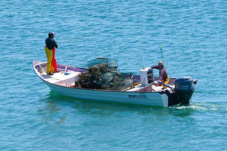 Debe ser prioridad de Claudia Sheinbaum fortalecer la investigación pesquera: ONG’s