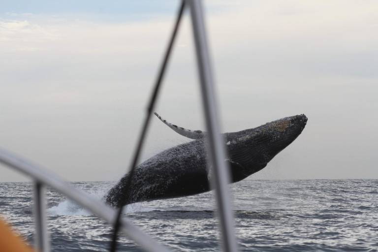 Urge proteger a las ballenas que llegan a México: Oceana