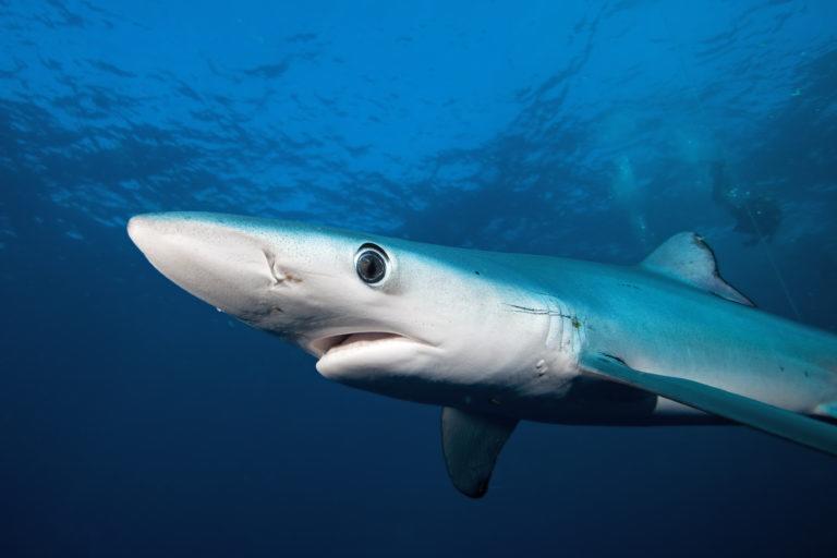 $!Científicos identifican 65 zonas importantes para la supervivencia de tiburones entre México y Chile