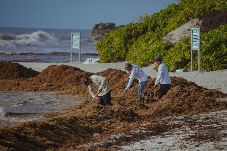 $!Sargaceros en una playa del Caribe Mexicano.