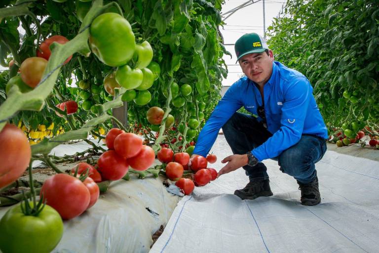 Semillas Fitó aporta al mercado variedades de tomate con resistencias al ToBRFV