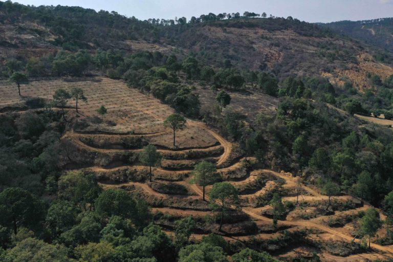 $!Aguacate: el oro verde que borra del mapa bosques del occidente de México