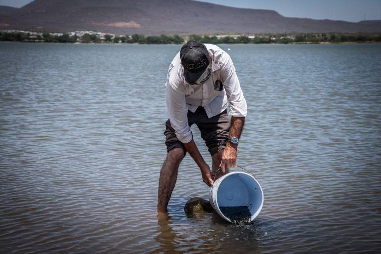 Prevén derrama de $20 millones con repoblamiento de embalses