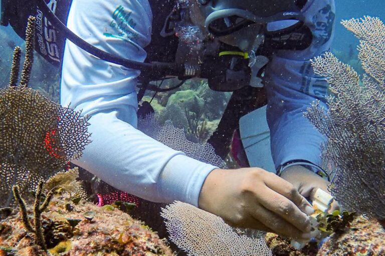 $!Reclutas sexuales de coral: jóvenes corales producidos en laboratorio se incorporan al arrecife.