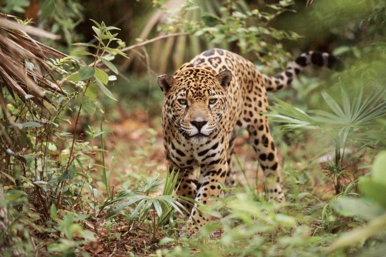 $!Un jaguar en Belize, país con creciente tráfico de esta especie.