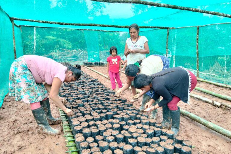 $!Los huertos y viveros comunitarios son otros proyectos que el pueblo Awuajún impulsa con las concesiones de conservación en la Amazonía peruana.
