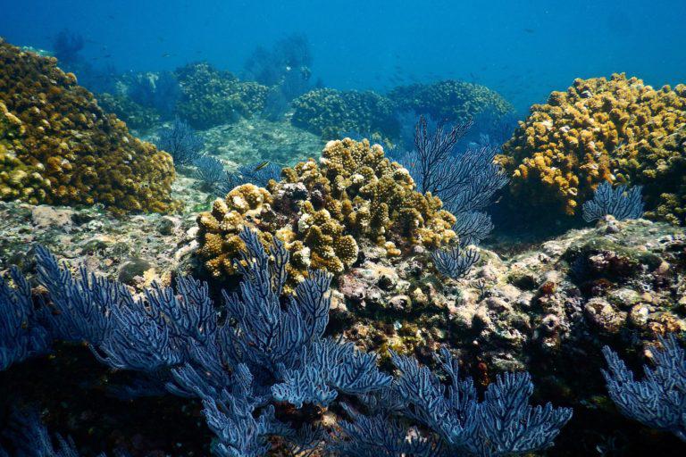 $!Los corales son refugio de innumerables especies.