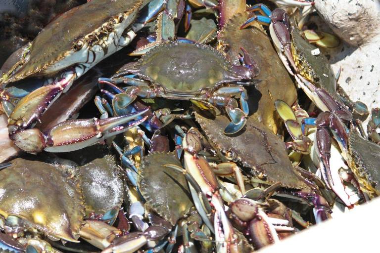 Abren capturas de jaiba en litorales de Baja California, Sonora y Sinaloa