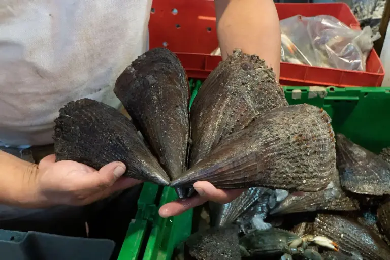 Inicia la veda de callo de hacha, tilapia y langosta en México