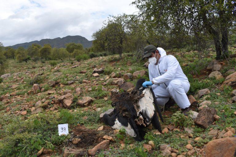 $!Un total de 34 cóndores murieron envenenados en Bolivia en febrero 2021.