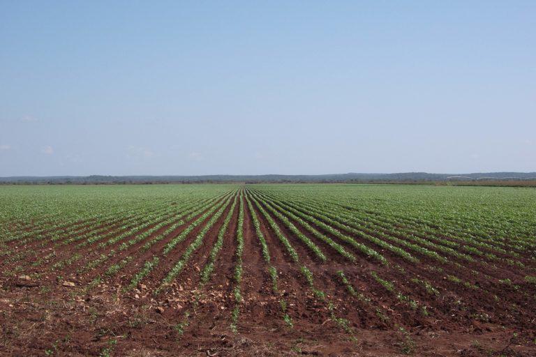 $!Campo cultivado con soya en Hopelchén, Campeche.