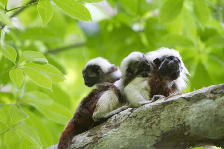 $!Tití cabeciblanco con dos crías en relicto de bosque.