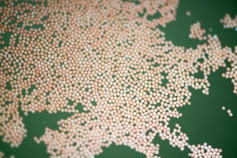 $!Diminutos huevos de coral (color rosa) obtenidos durante el proceso de fertilización.