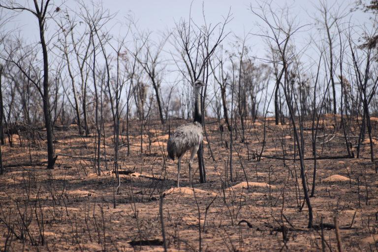 $!Zona devastada en Ñembi Guasu, Bolivia.