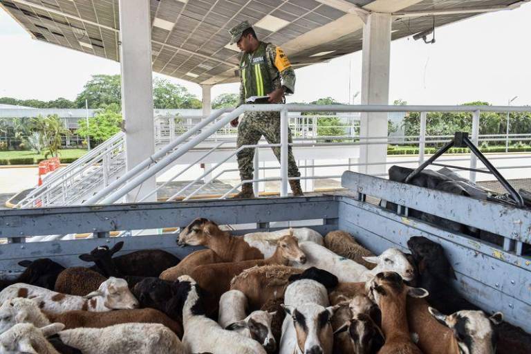 Amplía Agricultura vigencia del plan de emergencia contra el gusano barrenador del ganado