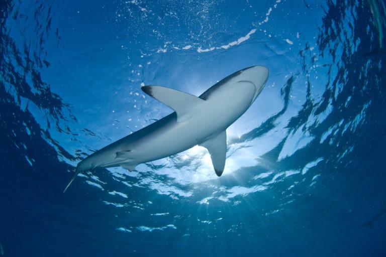 $!Científicos identifican 65 zonas importantes para la supervivencia de tiburones entre México y Chile