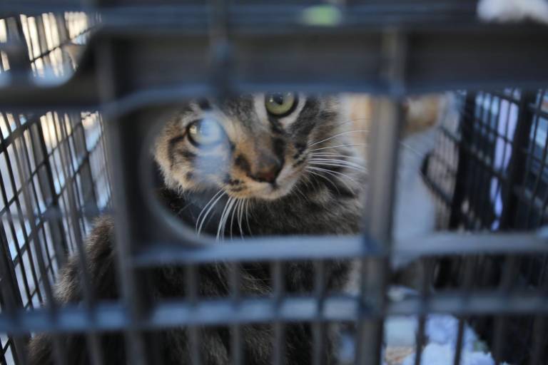 Llega al Faro de Mazatlán la feria de adopción y esterilización por el Día del Gato