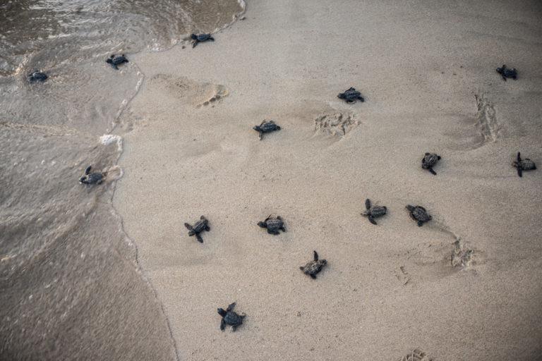 $!Las diminutas crías de la tortuga boba atraviesan la arena con dificultad, pero con determinación. Tiro, el Líbano, julio de 2021.