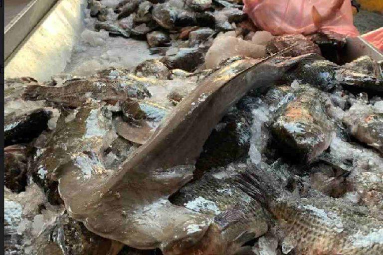 $!Pesca ilegal en México: venden tiburón en peligro de extinción como si fueran bacalao