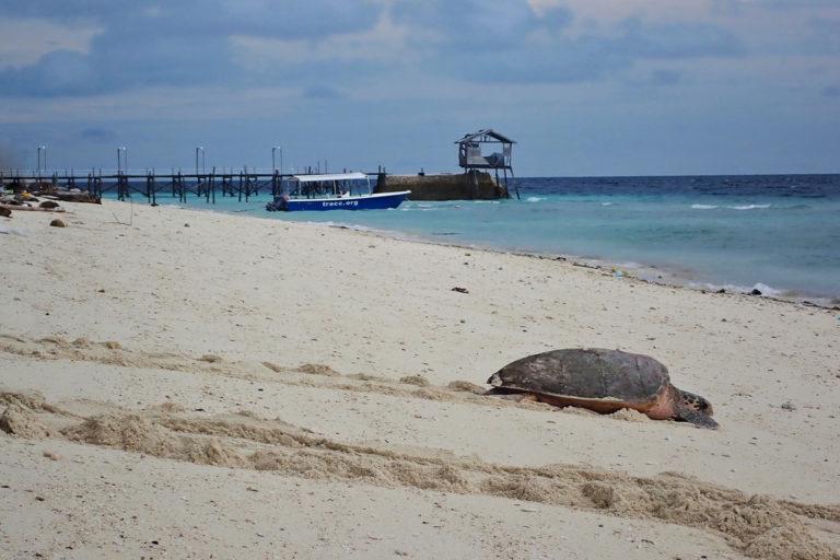 $!Una tortuga hembra se arrastra de nuevo al agua, TRACC, isla Pom Pom, Malasia Oriental.