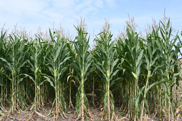 Índice de precios de los alimentos de la FAO se mantiene sin variaciones en septiembre