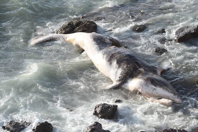 Ballena muerta encalla en zona rocosa del Paseo del Centenario de Mazatlán