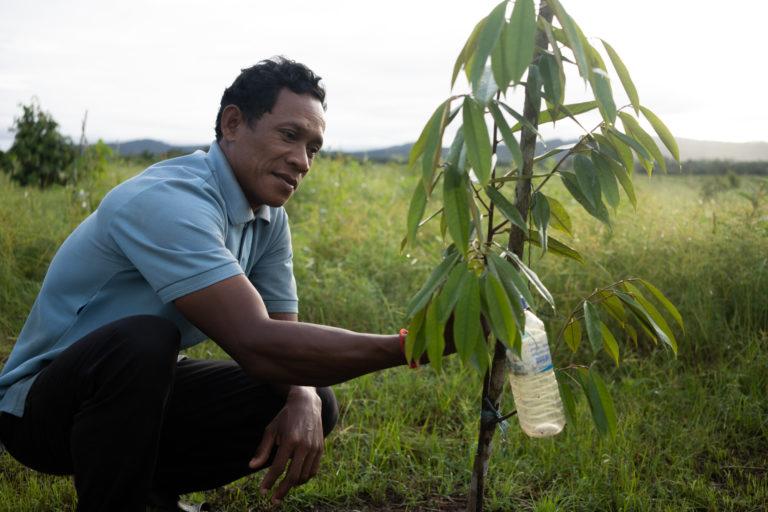 $!Yea Chieu, de 47 años, inspecciona un árbol de durian en la comuna de Chi Kor Loeu, provincia de Koh Kong, en las 1.5 hectáreas de tierra que le dio como compensación la empresa azucarera KSL con sede en Tailandia. Su familia es una de las 200 familias involucradas en el caso Tate &amp; Lyle.