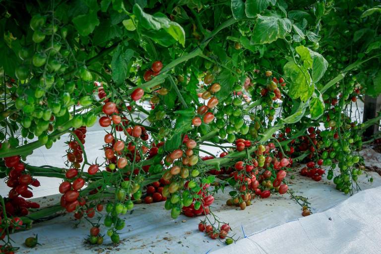 Semillas Fitó aporta al mercado variedades de tomate con resistencias al ToBRFV