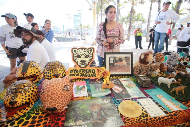 Es el jaguar una especie con prioridad para Sinaloa: Sebides
