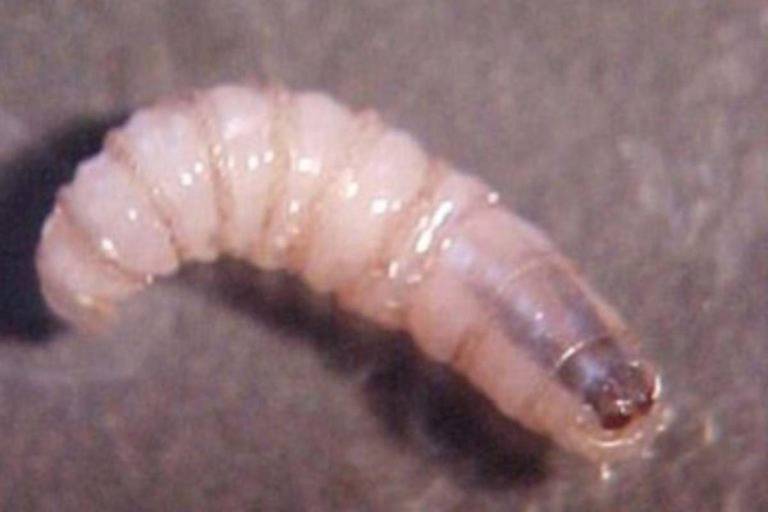 Detectan a persona infectada por gusano barrenador en Yucatán; suman 40 casos en México