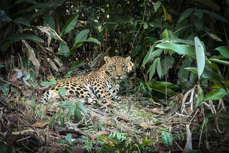 $!Xamã en 2024, ya reintroducido en la selva amazónica.