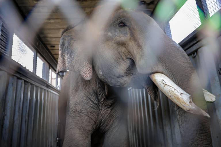 Ostok cierra su santuario por inseguridad en Culiacán: animales son trasladados a Mazatlán