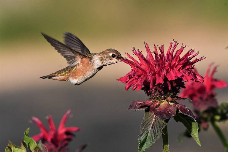 Miles de colibríes son capturados y vendidos con el pretexto del ‘amor y la amistad’