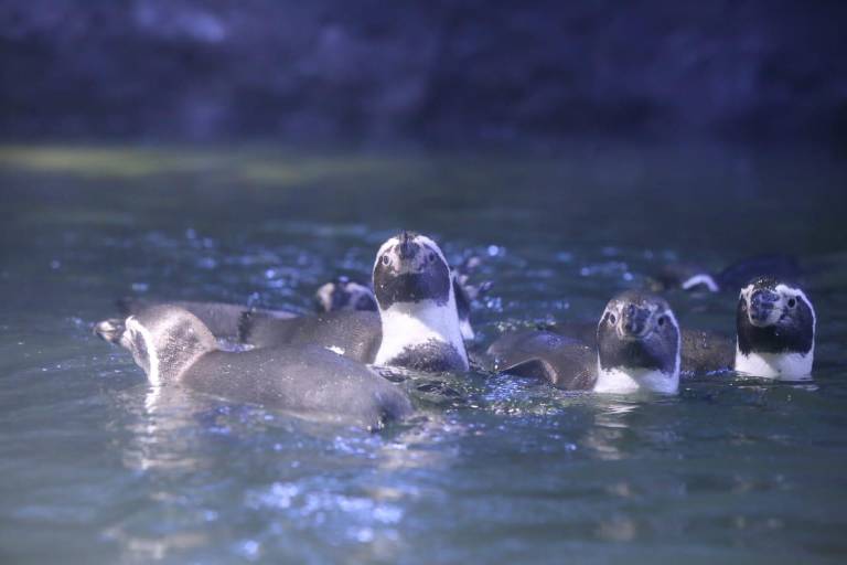 Mazatlán ya cuenta con un nuevo atractivo en el Acuario: el pingüinario