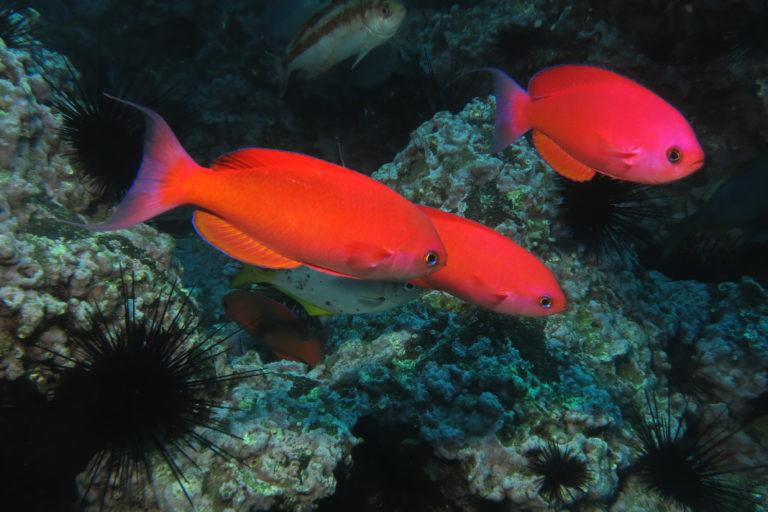 $!Archipiélago de Juan Fernández, Chile.