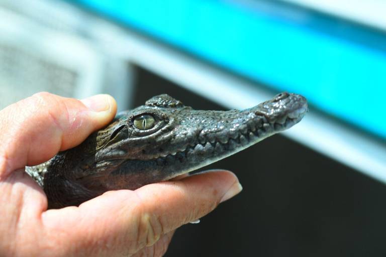 Prepara Gran Acuario Mazatlán reactivación del Hospital de Fauna, dice el Alcalde