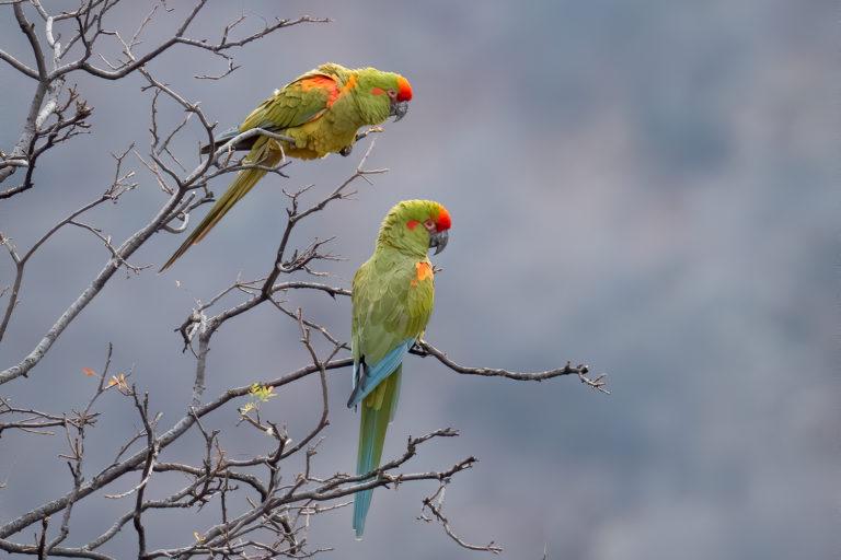 $!La paraba frente roja figura entre las aves más amenazadas de Bolivia.