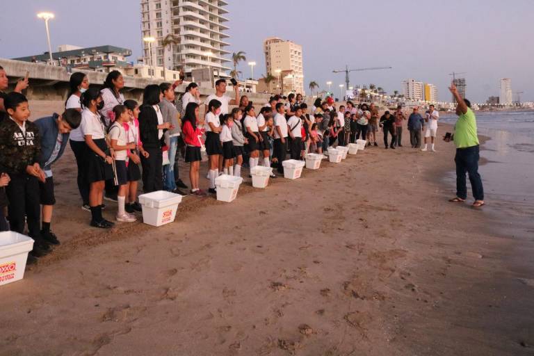 Con la participación de niñas y niños, Acuario Mazatlán libera 530 tortugas en las playas
