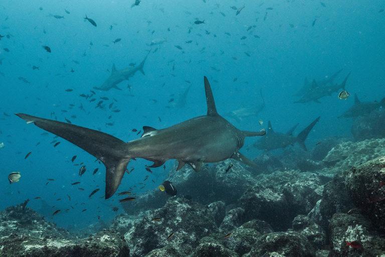 $!Científicos identifican 65 zonas importantes para la supervivencia de tiburones entre México y Chile