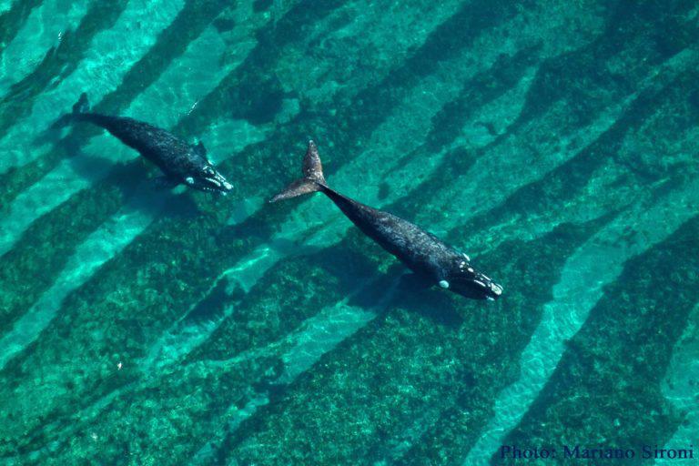 $!Las ballenas en la lucha contra el cambio climático