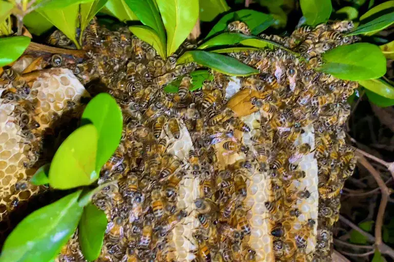 Ante ataques de abejas, Bomberos recomiendan no agredir el enjambre y reportar al 911 para una recolección